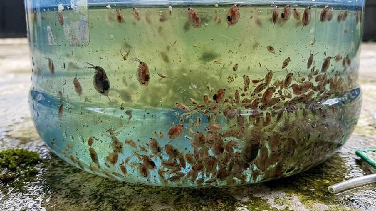 Modal Galon Bekas, Budidaya Kutu Air Ini Bisa Jadi Pakan Ikan Murah dan Praktis