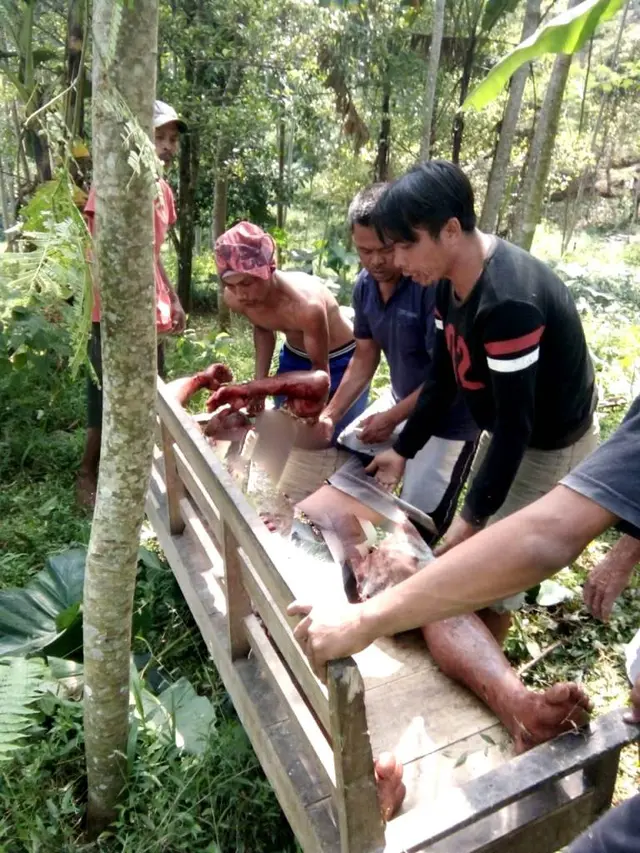 Empat orang warga di lereng Gunung Slamet, Banyumas, diserang babi hutan atau celeng. (Foto: Liputan6.com/Tagana Banyumas/Muhamad Ridlo)