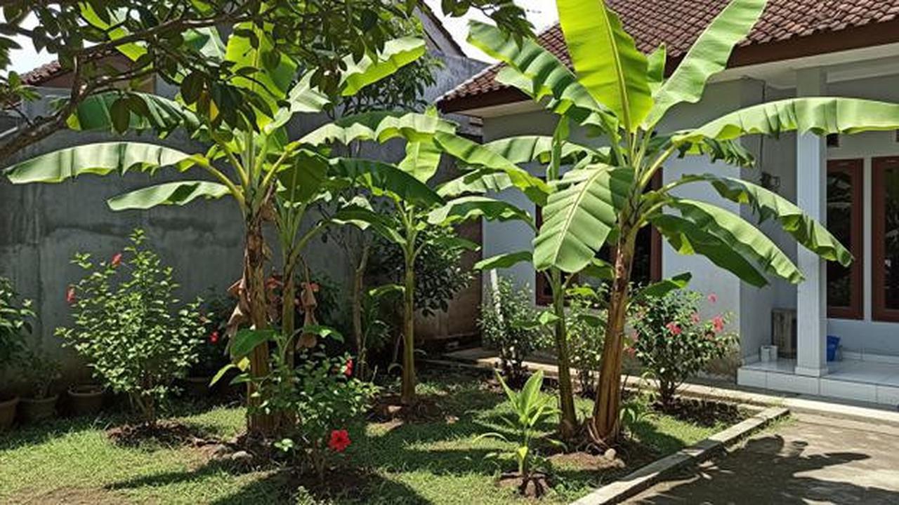 7 Jenis Pohon Pisang Pendek untuk Lahan Terbatas, Bisa Bikin Teduh dan Mempercantik Rumah