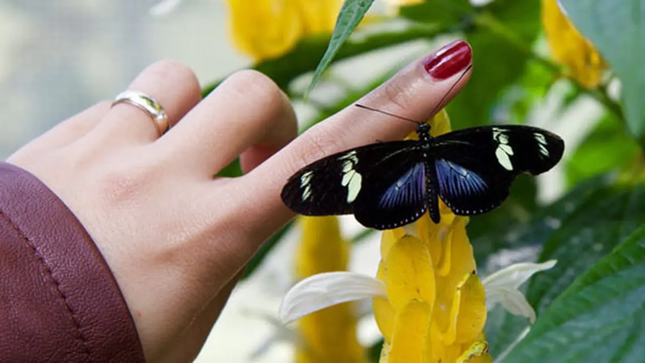 Foto: pexels.com
