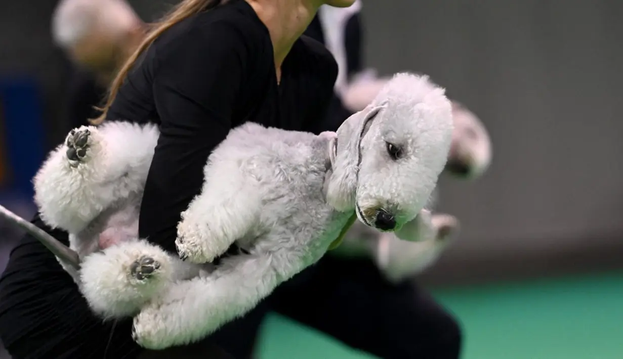 Seorang peserta memegang anjing terrier Bedlington miliknya saat European Dog Show 2021 di Budapest, Hungaria, 28 Desember 2021. European Dog Show 2021 berlangsung pada 28-31 Desember. (ATTILA KISBENEDEK/AFP)