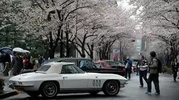 Pengunjung melihat mobil-mobil klasik di bawah Pohon Sakura termasuk 1965 Chevrolet Corvette Stingray (depan) selama Japan Classic Automobile 2016 di Tokyo, Jepang, Minggu (4/3). 32 mobil antik keluaran tahun lawas dipamerkan. (AFP/Toshifumi Kitamura)