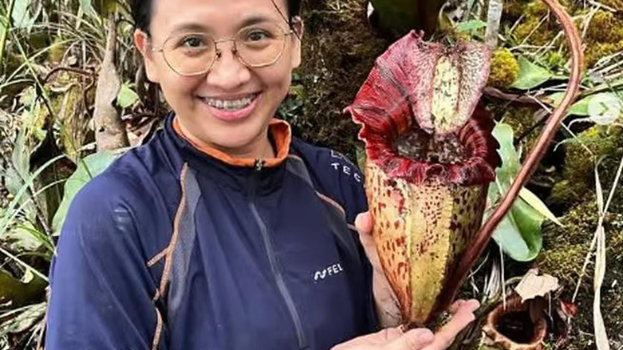 Ilmuwan Temukan Spesies Tanaman Pemakan Daging di Kalimantan, Kantongnya Bisa Tampung 2 Liter Cairan