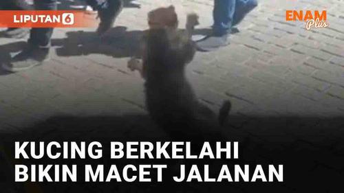 VIDEO: Jadi Pusat Perhatian, Kucing Berkelahi Bikin Macet Jalanan