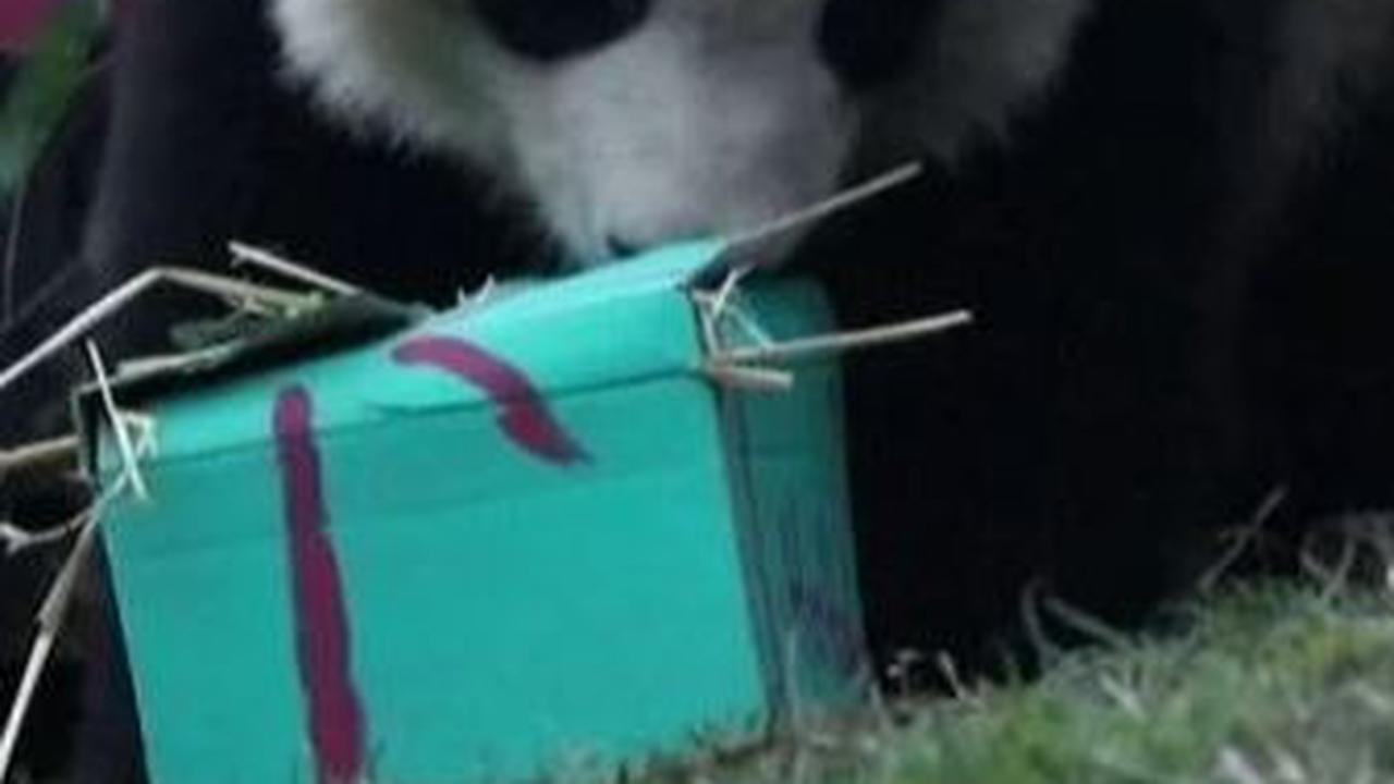 Video Lucu Panda dan Orangutan Buka Kado Natal, Isinya Bikin Penasaran