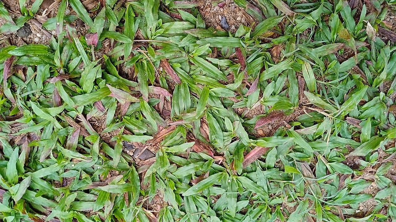 Rumput Gajah Mini