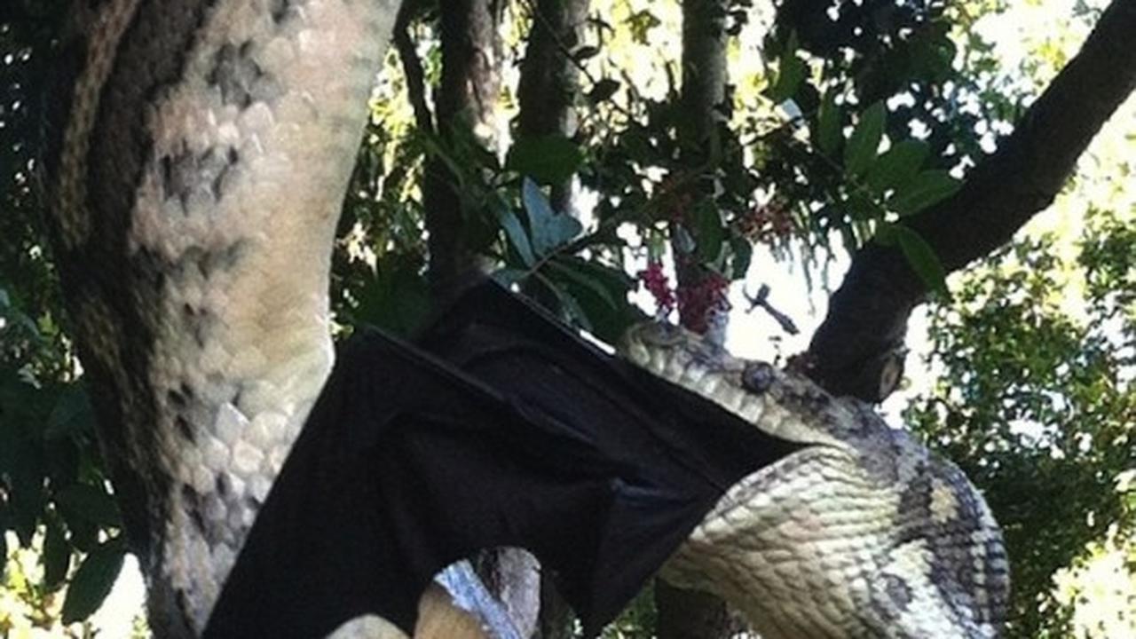 Bergelantungan, piton raksasa ini telan "Batman" 30 menit