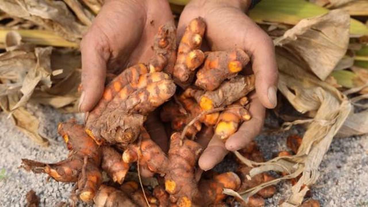 Cara Praktis Memanen Kunyit dari Pekarangan Rumah