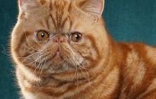 120 Nama Kucing Jantan Keren & Gagah, Cocok Diberikan ke Anak Bulu Kesayangan