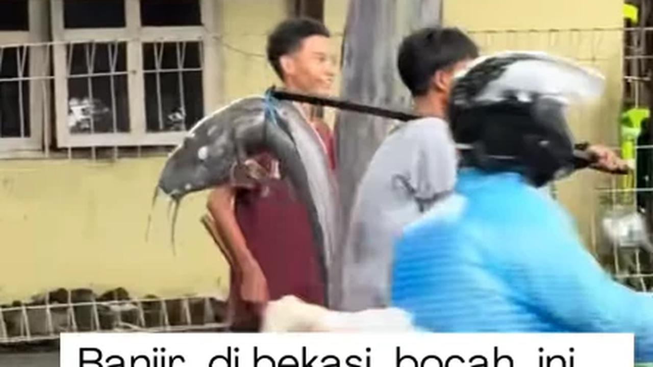 lele raksasa di bekasi
