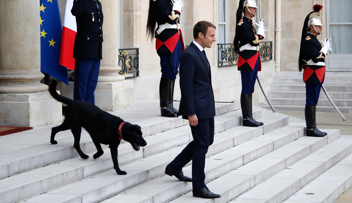 Presiden Prancis Emmanuel Macron bersama anjingnya bernama Nemo saat menyambut tamu di Istana Elyses, Paris, Prancis (28/8). Nemo adalah anjing Labrador salah satu dari beberapa jenis anjing pemungut buruan. (AP Photo / Francois Mori)