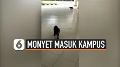 THUMBNAIL MONYET