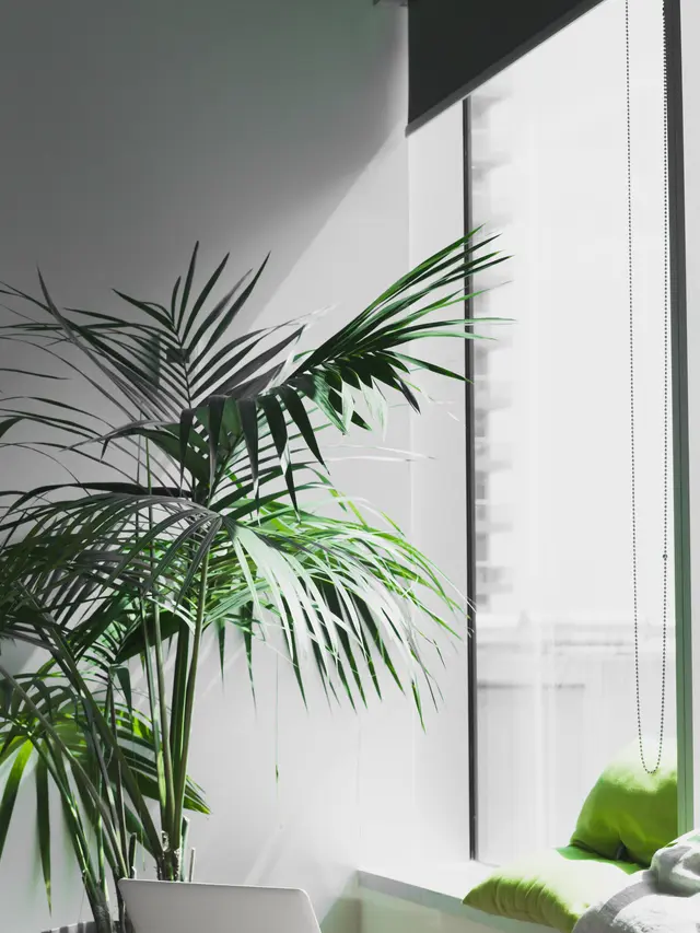 Cascade palm