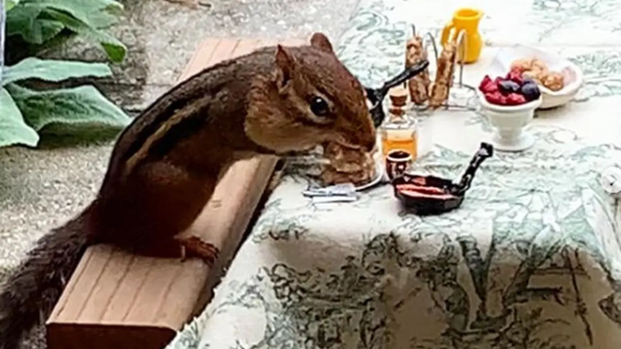 Unik, Pemilik Tupai Ini Buat Restoran Khusus Untuk Peliharaannya