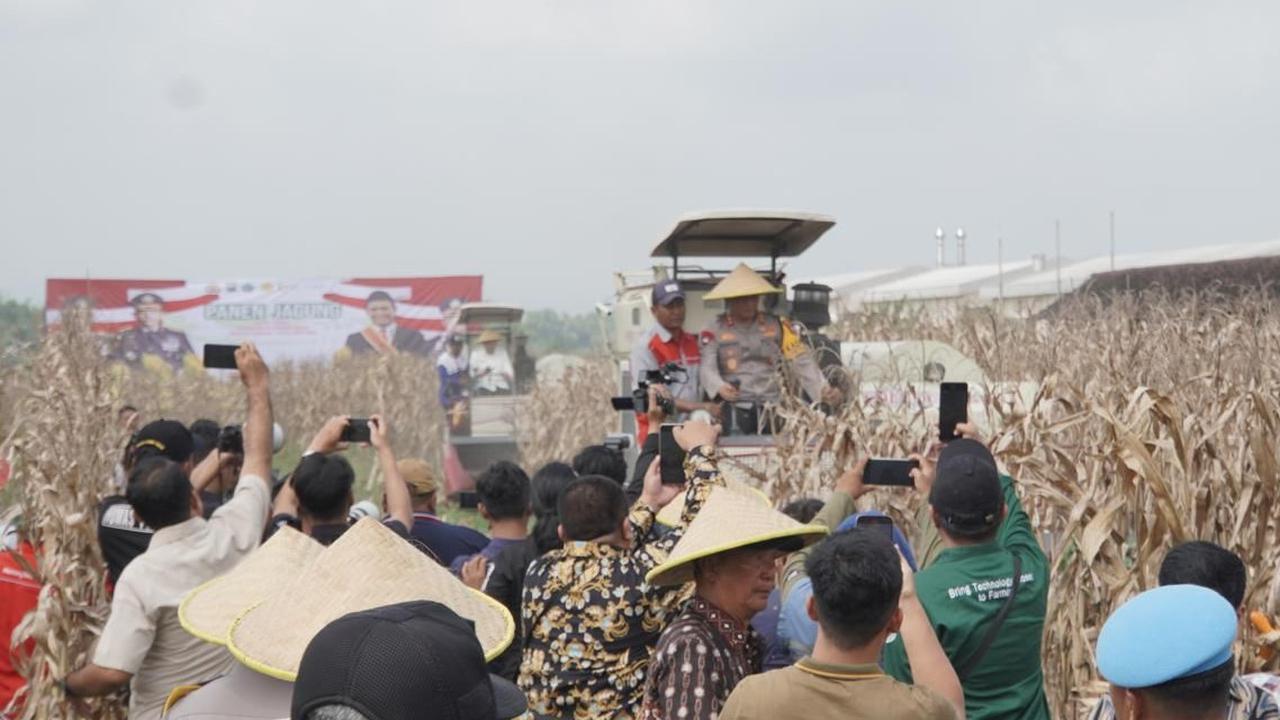Dukung Ketahanan Pangan, Kapolda Jatim Pimpin Panen Raya Jagung Hibrida di Sidoarjo
