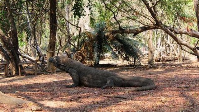 Pulau Komodo