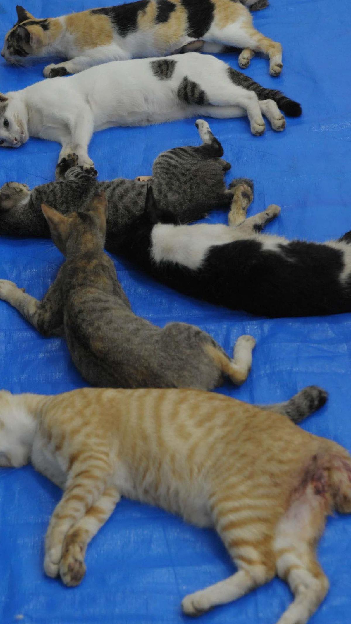 5. Air Liur Berlebihan dan Sulit Menelan