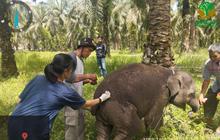 Kematian Tragis Anak Gajah Laila di Pusat Konservasi Bengkalis Riau