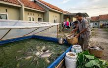 10 Jenis Ikan Air Tawar yang Cepat Besar, Cocok Dipelihara di Lahan Sempit