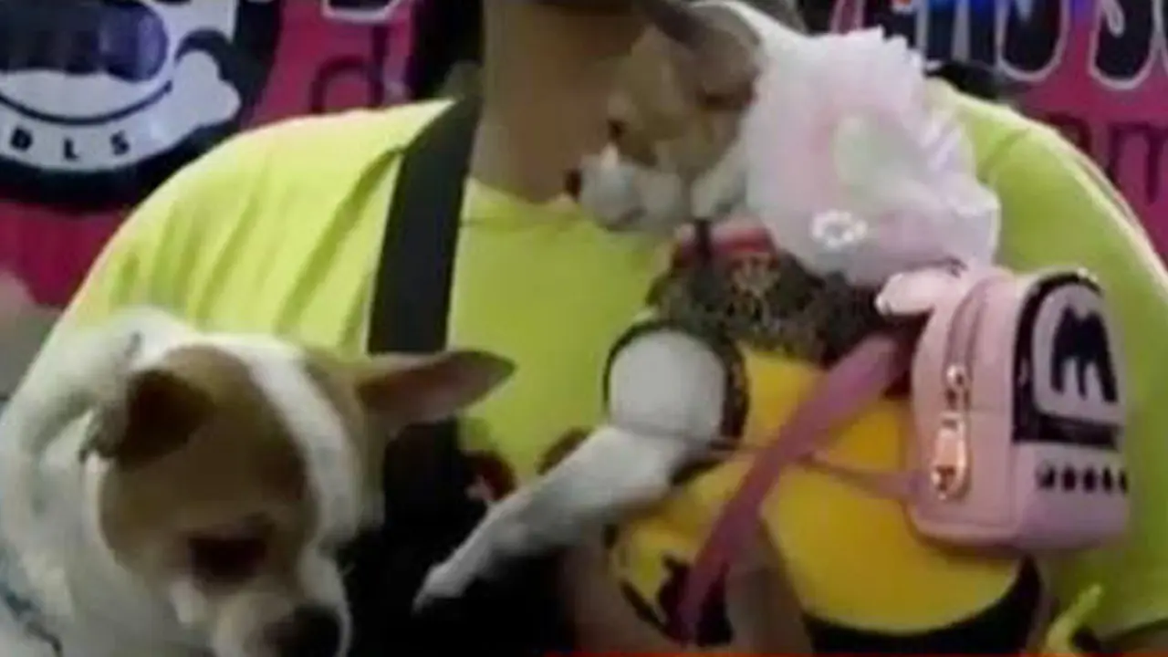Lomba Kostum Anjing