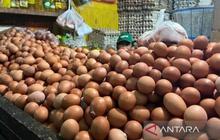 Jelang Idul Fitri 2026, Pasokan Telur Ayam di Babel Dipastikan Aman dengan Tambahan 42,6 Ton