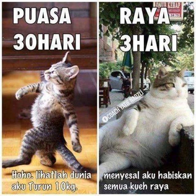 9 Meme Kocak Potret Kucing Obesitas Ini Malah Bikin Gemas