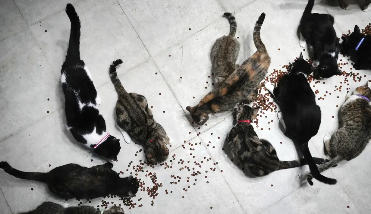 Teokrasi yang berkuasa di Iran menganggap memelihara anjing sebagai hewan peliharaan sebagai tanda dekadensi Barat, dan kelompok garis keras telah mendorong undang-undang yang akan melarang membawa anjing berjalan-jalan di depan umum. (AP Photo/Vahid Salemi)