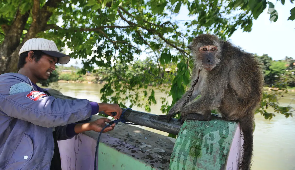 Monyet dibiarkan terikat di sebuah pagar setelah dimandikan di Sungai Ciliwung, kawasan Bendungan Katulampa, Bogor, Kamis (29/3). Monyet asal Tanjung Priok, Jakarta ini dijadikan untuk pertunjukan sirkus tradisional. (Merdeka.com/Arie Basuki)