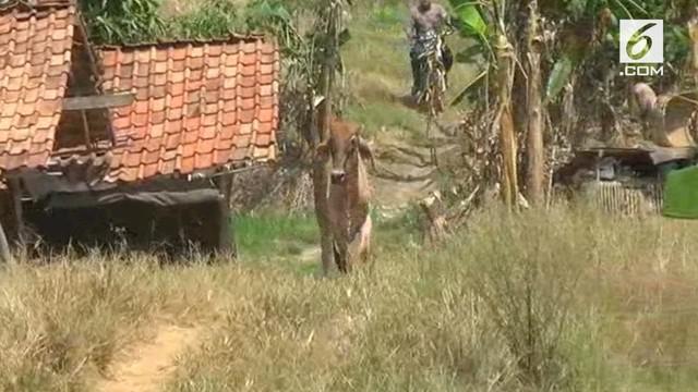 Seekor sapi milik sebuah perusahaan penggemukan sapi di Subang stress dan emngamuk di sebuah perkampungan,