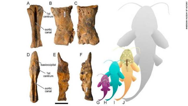 Lele purba berukuran super jumbo. (American Museum of Natural History)