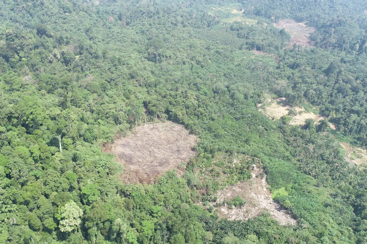 Deforestasi