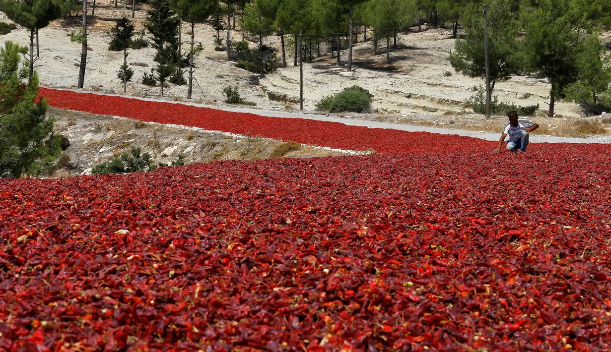 Petani memeriksa cabai yang tengah dijemur di jalan raya di Provinsi Kilis, Turki (29/8). Memanfaatkan sinar matahari dan jalan raya petani Petani di wilayah ini menjemur cabai sebelum dijual ke pabrik. (REUTERS/Umit Bektas)