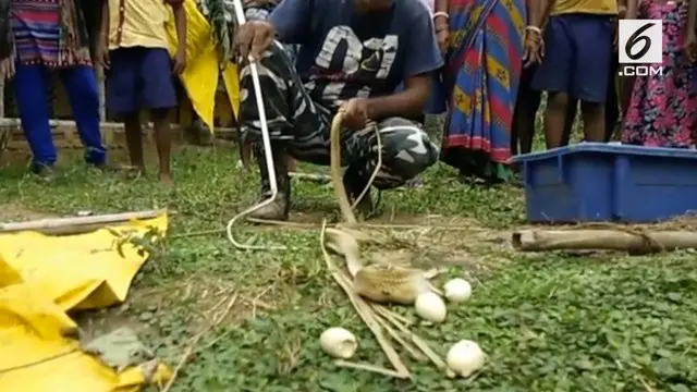 VIDEO: Heboh Ular King Kobra Muntahkan 7 Telur Ayam