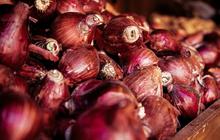 Cara Menanam Bawang Merah dari Biji, Dijamin Cepat Panen
