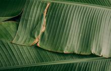 Tips Menyimpan Daun Pisang agar Tahan Lama, Simak Trik Jitu Ini