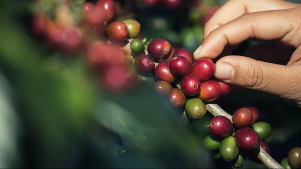 Penghasil Kopi