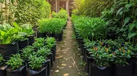 9 Desain Kebun Rumah di Gang Sempit Tapi Tetap Hijau, Solusi Agar Produktif