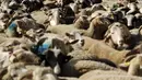 Sekitar 2000 domba digiring di jalan Champs-Elysees untuk menutup Pameran Pertanian Internasional, di Paris, Minggu (6/3/2022). Hewan dan gembala dari wilayah barat daya Prancis berparade di jalan terkenal untuk mempromosikan pekerjaan dan wilayah mereka. (AP Photo/Thomas Padilla)