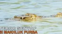 Serangan terhadap sejumlah manusia menyebabkan perburuan  buaya muara yang hidup disebagian besar wilayah Nusa Tenggara Timur dicanangkan. 