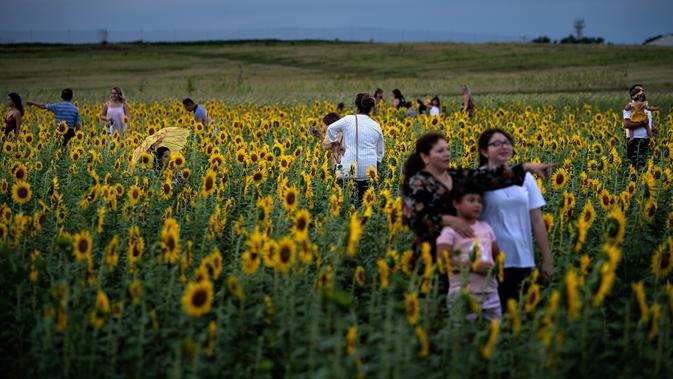Orang-orang berpose untuk foto dengan  bunga matahari di ladang bunga Nokesville, Virginia pada Kamis (22/8/2019). Disana, bunga matahari dengan kembang berwarna kuningnya nan cantik terhampar di ladang luas. (Photo by Brendan Smialowski / AFP)