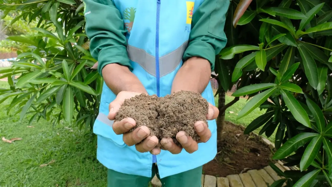 Pemberian 5 ton abu sisa pembakaran batu bara per hektare dapat meningkatkan produktivitas tanaman jagung sebesar 15,15 persen, dan pada padi sawah sebesar 15,16 persen. (Dok PLN)