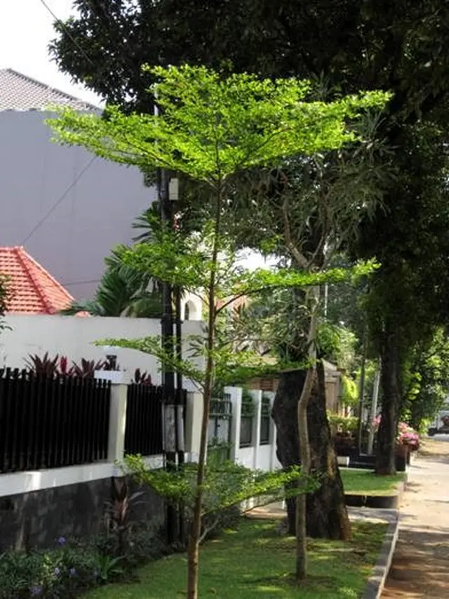 Tanaman Peneduh yang Mudah Dirawat