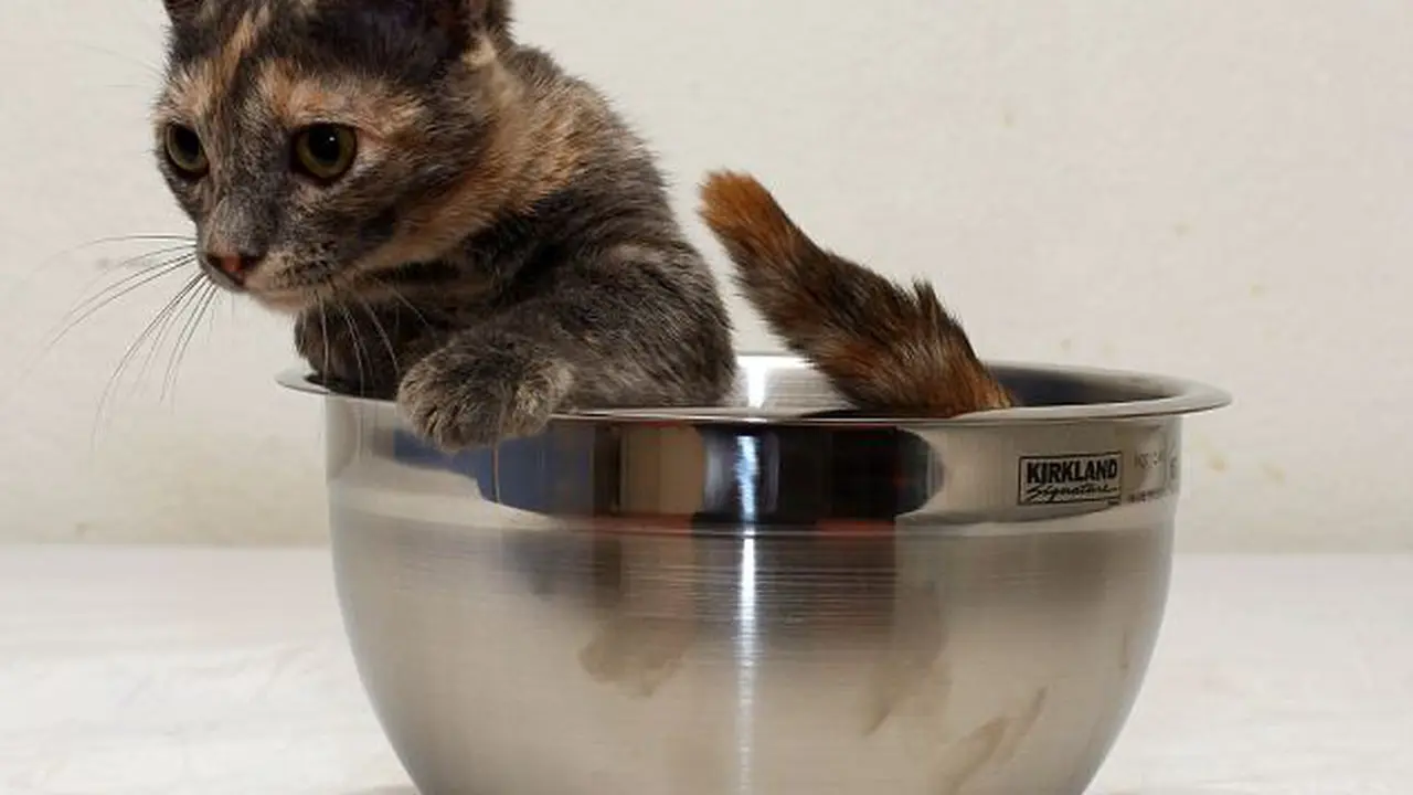 Ini Dia, Kucing Terpendek di Dunia