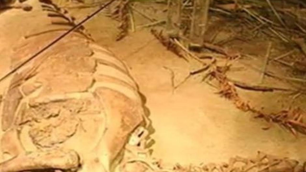 Setelah penelitian selama lebih dari dua puluh tahun, terdapat lima spesimen baru dari&nbsp;Dinocephalosaurus&nbsp;orientalis&nbsp;yang membuat para peneliti bisa melihat anatomi dari makhluk ini secara menyeluruh.<br>