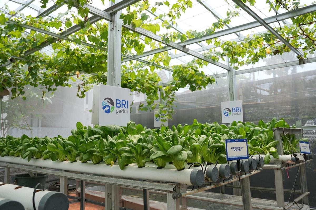 Kisah Inspiratif KWT Buaran Citra Lestari Manfaatkan Lahan Sempit untuk Tanaman Produktif