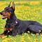 Fun Facts about Doberman Pinschers. (Photo: Yama Zsuzsanna Márkus/Pixabay)