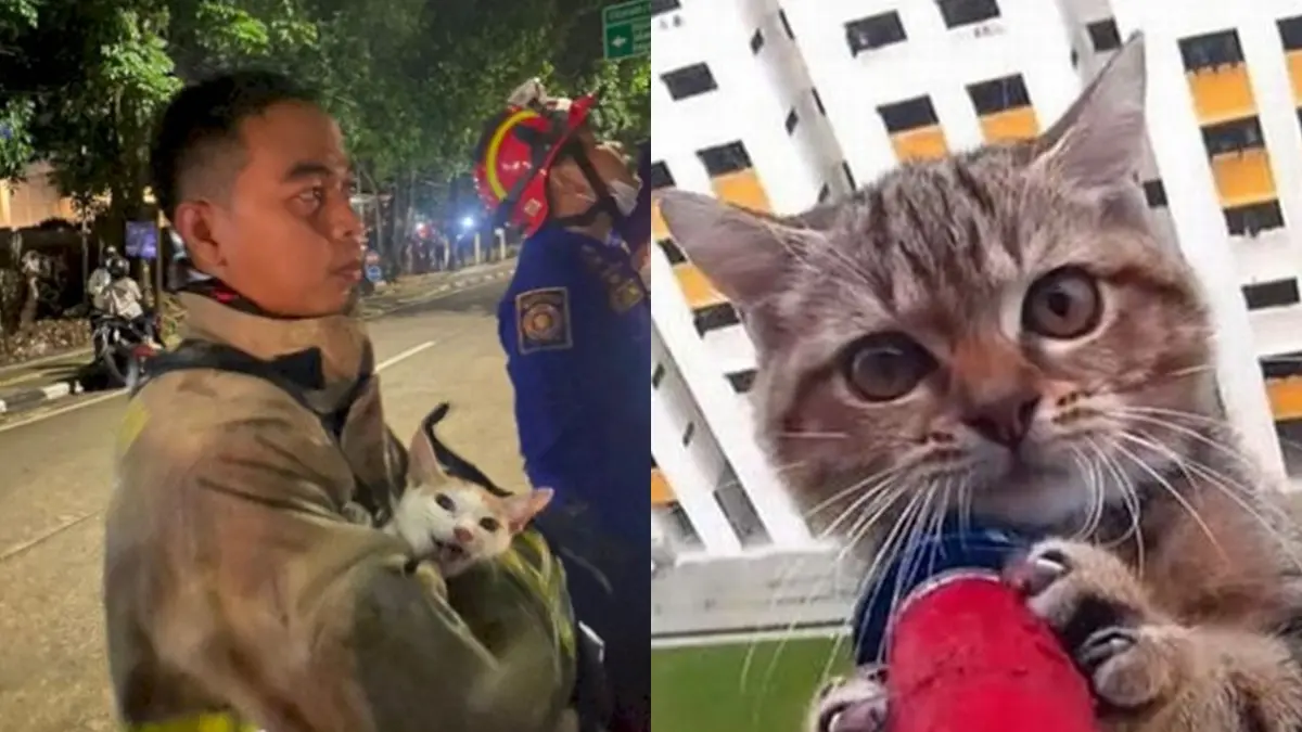 7 Momen Petugas Damkar Selamatkan Kucing Terjebak Ini Bikin Lega, Dramatis  - Hot Liputan6.com