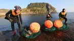 Haenyeo Korea Selatan keluar dari air setelah menangkap kerang dan abalone di pulau Jeju, 23 November 2018. Haenyeo merupakan sebutan untuk para penyelam wanita yang berasal dari pesisir Korea dengan jangka umur 35 sampai 90 tahun. (AP/Ahn Young-joon)