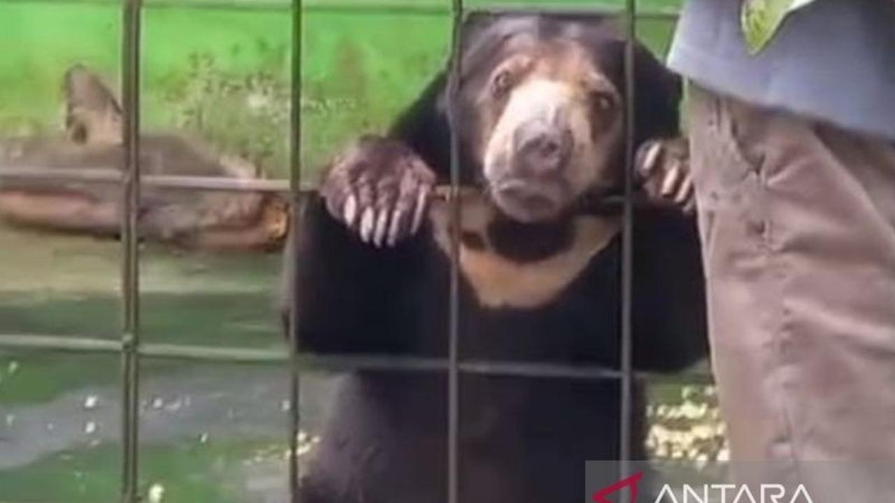 PPS Alobi dan PT Timah Berkolaborasi dalam Rehabilitasi Ratusan Satwa Langka di Bangka
