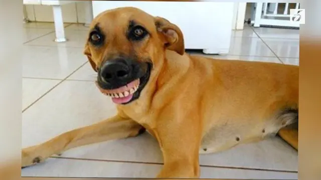 Pakai Gigi Palsu, Anjing Ini Terlihat Senyum Terus